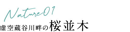 虚空蔵谷川畔の桜並木